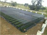 En Ciego de Ávila el Centro de Bioplantas continúa fomentando variedades de piña (+Fotos)